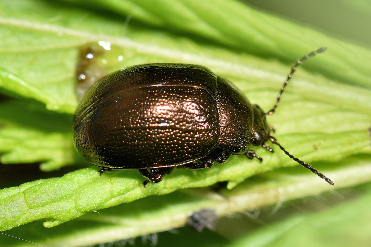 Chrysomelidae; Chrysolina herbacea, forma